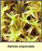 Barbula unguiculata, Bird's-claw Beard-moss