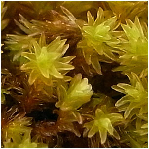 Racomitrium aciculare, Yellow Fringe-moss