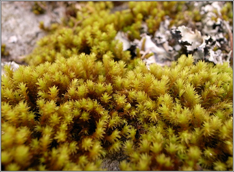 Racomitrium aciculare, Yellow Fringe-moss