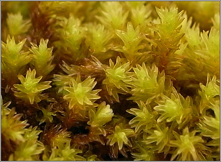 Racomitrium aciculare, Yellow Fringe-moss