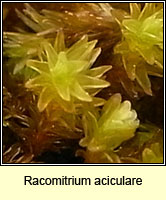 Racomitrium aciculare, Yellow Fringe-moss