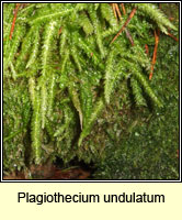 Plagiothecium undulatum, Waved Silk-moss