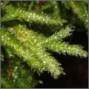 Plagiothecium undulatum, Waved Silk-moss