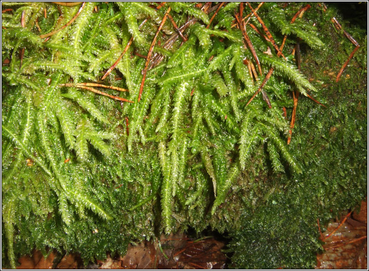 Plagiothecium undulatum, Waved Silk-moss