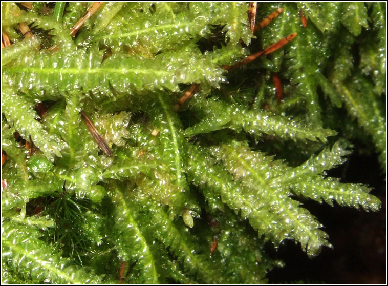 Plagiothecium undulatum, Waved Silk-moss