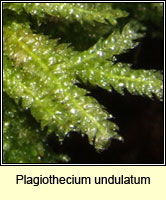 Plagiothecium undulatum, Waved Silk-moss