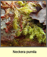 Neckera pumila, Dwarf Neckera