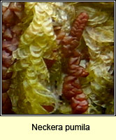 Neckera pumila, Dwarf Neckera