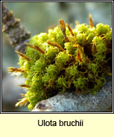 Ulota bruchii, Bruch's Pincushion