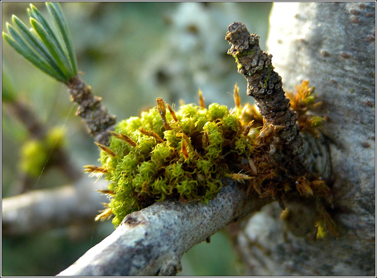 Ulota bruchii, Bruch's Pincushion