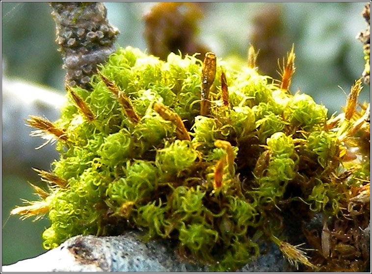 Ulota bruchii, Bruch's Pincushion