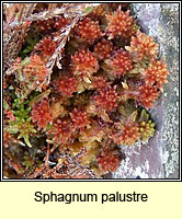 Sphagnum palustre, Blunt-leaved Bog-moss