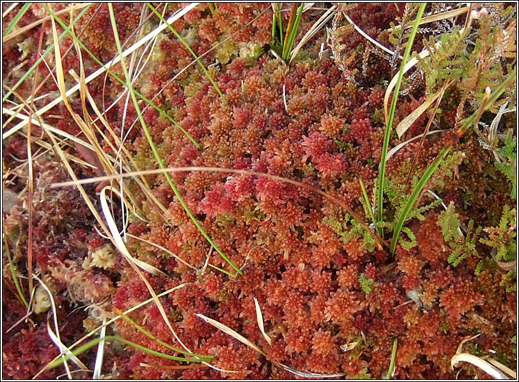 Sphagnum palustre, Blunt-leaved Bog-moss