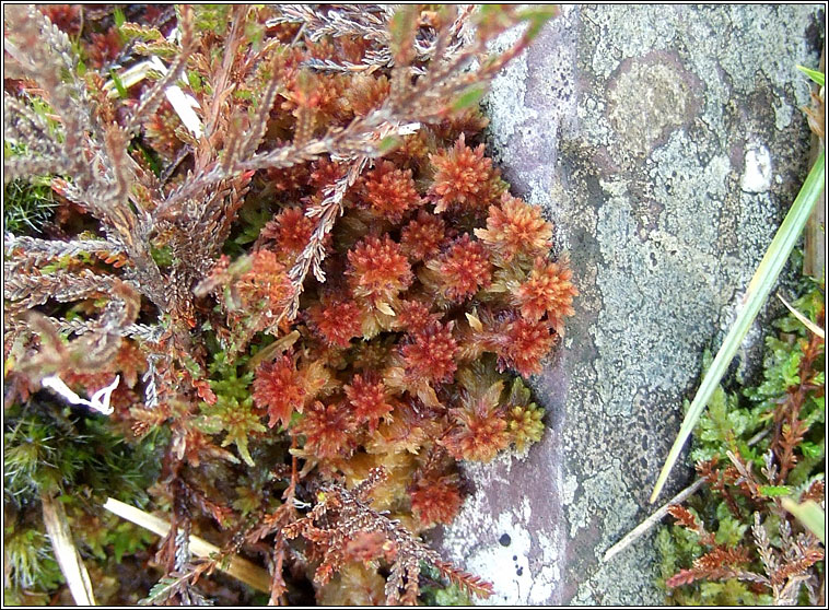 Sphagnum palustre, Blunt-leaved Bog-moss