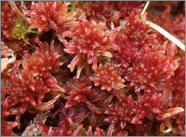 Sphagnum palustre, Blunt-leaved Bog-moss