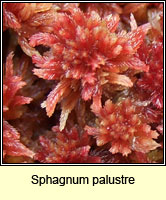 Sphagnum palustre, Blunt-leaved Bog-moss