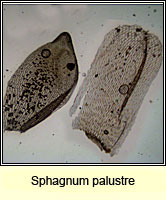 Sphagnum palustre, Blunt-leaved Bog-moss