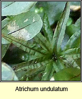 Atrichum undulatum, Common Smoothcap