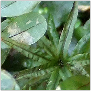 Atrichum undulatum, Common Smoothcap