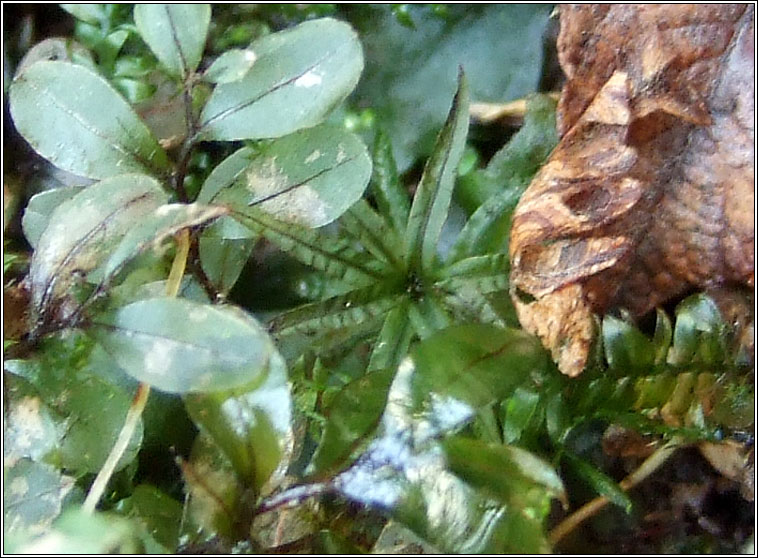 Atrichum undulatum, Common Smoothcap