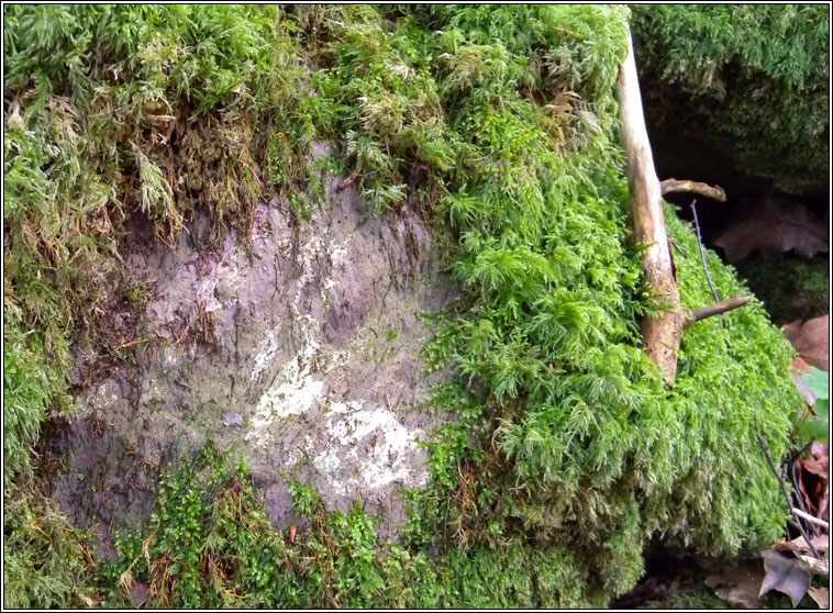 Thamnobryum alopecurum, Fox-tail Feather-moss