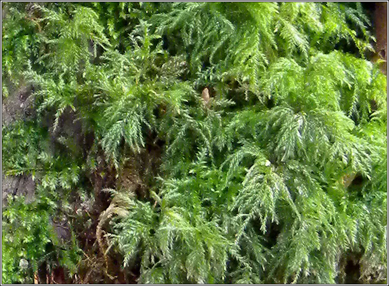 Thamnobryum alopecurum, Fox-tail Feather-moss