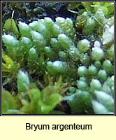 Bryum argenteum, Silver Moss