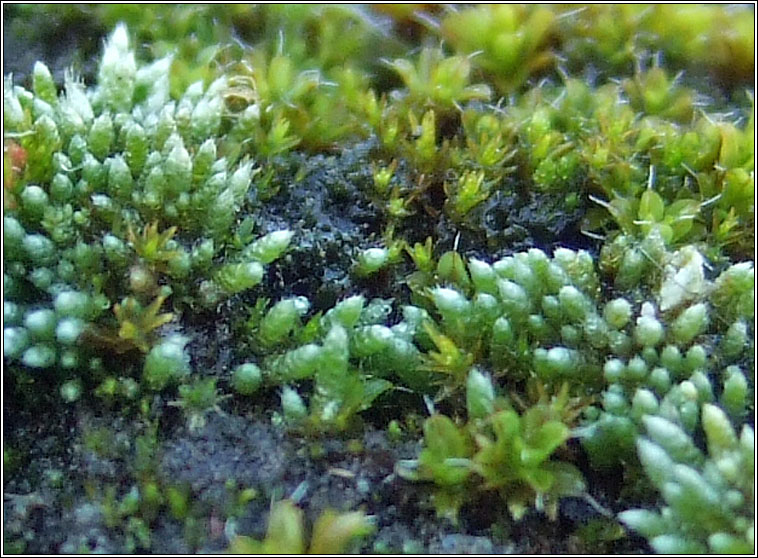 Bryum argenteum, Silver Moss