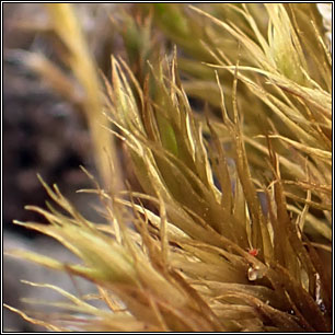 Dicranum scoparium, Broom Fork-moss