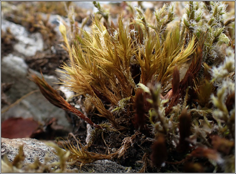 Dicranum scoparium, Broom Fork-moss