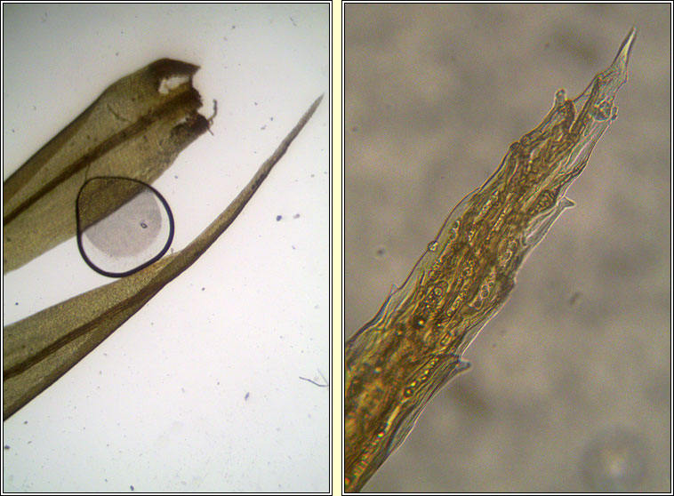 Dicranum scoparium, Broom Fork-moss