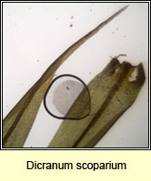 Dicranum scoparium, Broom Fork-moss