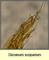 Dicranum scoparium, Broom Fork-moss