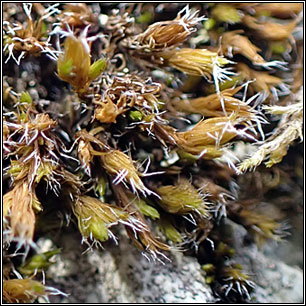 Racomitrium heterostichum, Bristly Fringe-moss