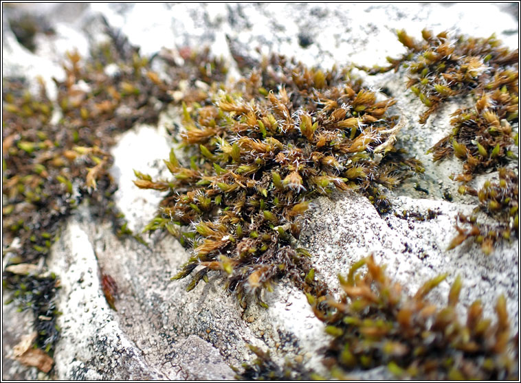 Racomitrium heterostichum, Bristly Fringe-moss