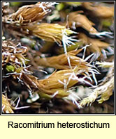 Racomitrium heterostichum, Bristly Fringe-moss