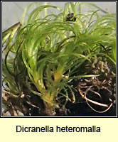 Dicranella heteromalla, Silky Forklet-moss