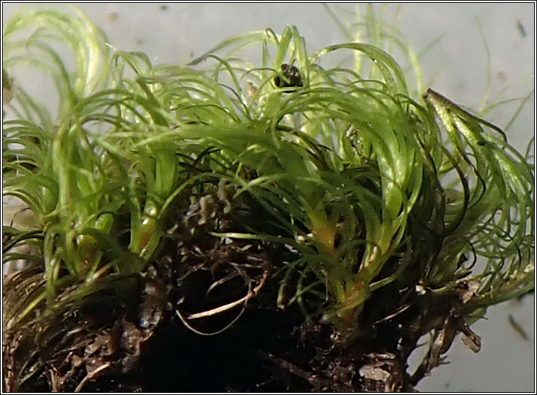 Dicranella heteromalla, Silky Forklet-moss