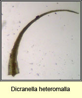 Dicranella heteromalla, Silky Forklet-moss