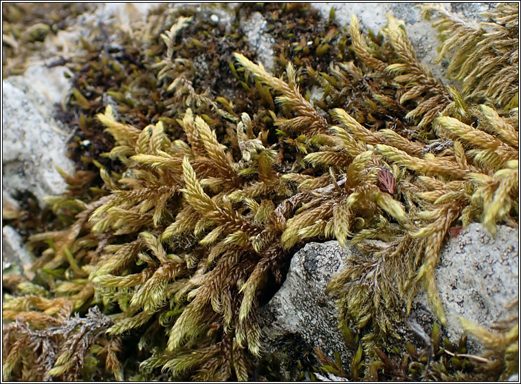 Hypnum cupressiforme var lacunosum, Great Plait-moss