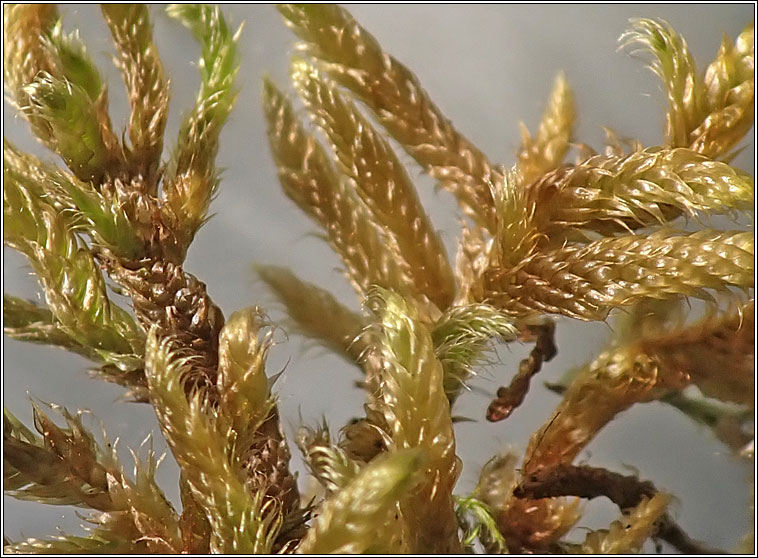 Hypnum cupressiforme var lacunosum, Great Plait-moss