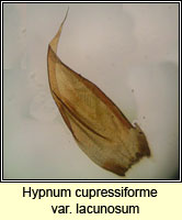 Hypnum cupressiforme var lacunosum, Great Plait-moss