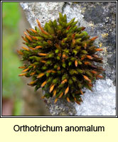 Orthotrichum anomalum, Anomalous Bristle-moss