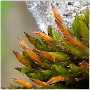 Orthotrichum anomalum, Anomalous Bristle-moss