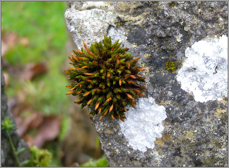 Orthotrichum anomalum, Anomalous Bristle-moss