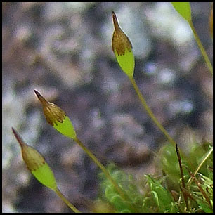 Ptychomitrium polyphyllum, Greater Pincushion