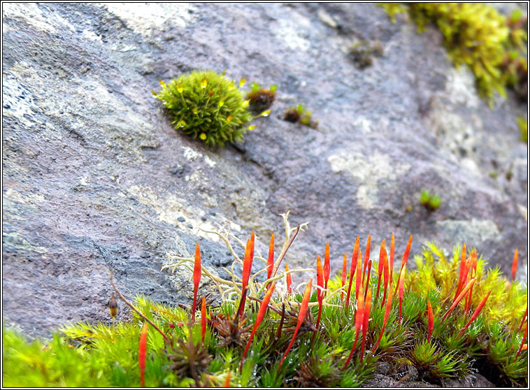 Ptychomitrium polyphyllum, Greater Pincushion