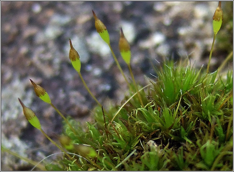 Ptychomitrium polyphyllum, Greater Pincushion