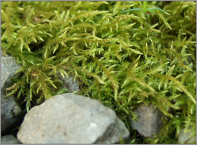 Kindbergia praelonga, Common Feather-moss