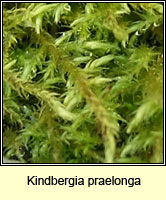 Kindbergia praelonga, Common Feather-moss